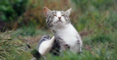 Lus hos katter Symptomer og behandling