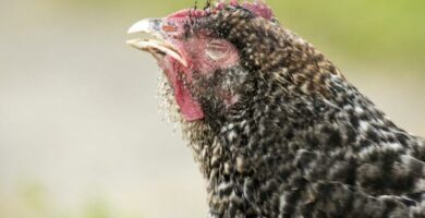 Lus hos kyllinger symptomer og hvordan de kan elimineres