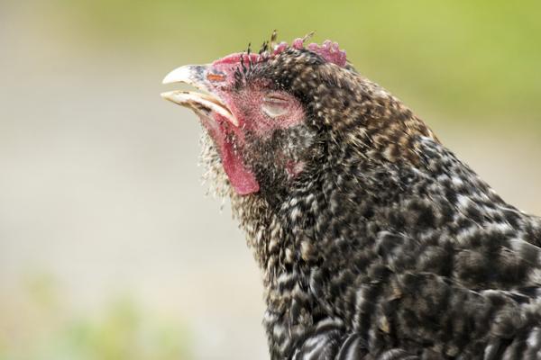 Lus hos kyllinger symptomer og hvordan de kan elimineres