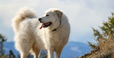 Lyme sykdom hos hunder symptomer og behandling