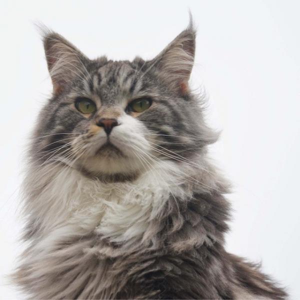 Maine coon omsorg