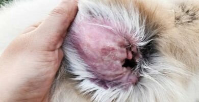 Malassezia hos hunder Symptomer smitte og behandling