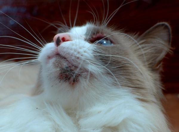 Malassezia hos katter symptomer og behandling