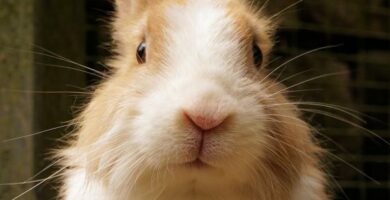 Mastitt hos kaniner Symptomer og behandling