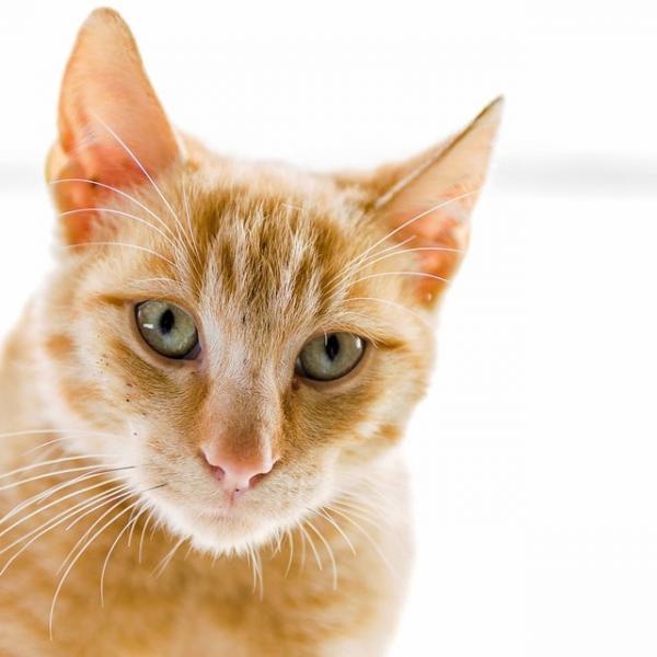 Mastitt hos katter symptomer og behandling