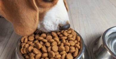 Mat til hunder med nyresvikt