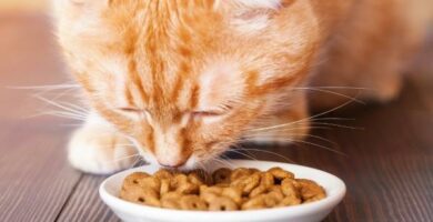 Mat til katter med hepatitt