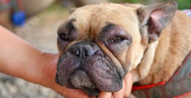 Matallergi hos hunder symptomer og behandling