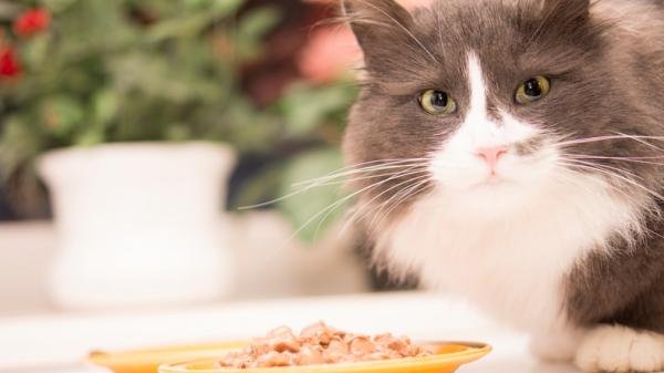Matallergi hos katter symptomer og behandling