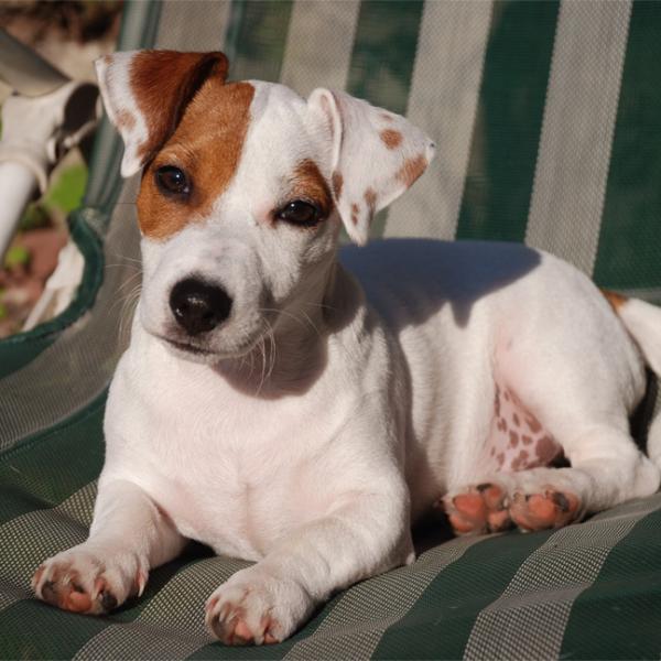 Mengde mat til en Jack Russell terrier