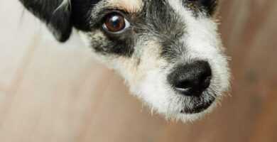 Midd hos hunder symptomer smitte og behandling