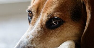 Midd i hundens orer symptomer og behandling
