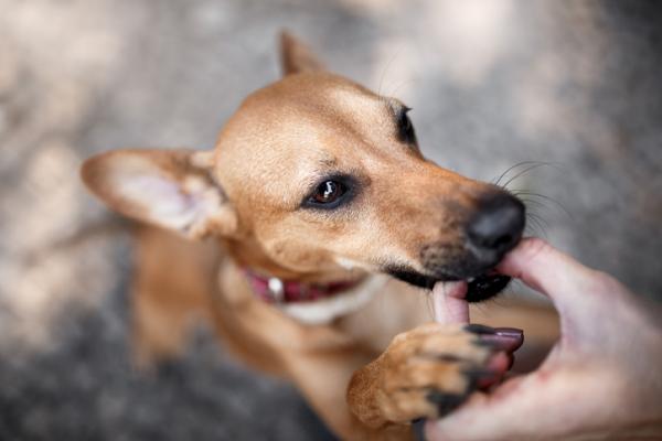 Milbemax hos hunder bruk og dosering