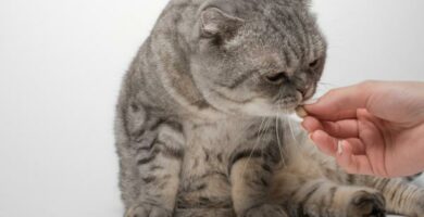 Milbemax hos katter Dosering og bivirkninger