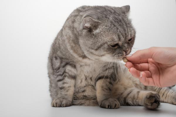 Milbemax hos katter Dosering og bivirkninger