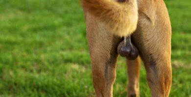 Min hund har hovne testikler arsaker og hva de