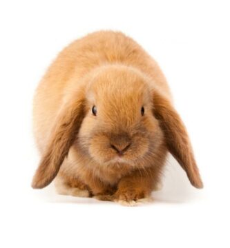 Mini lop kanin