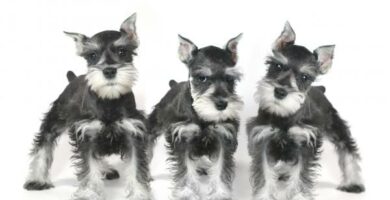 Miniatyr schnauzer