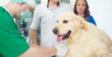 Myasthenia Gravis hos hunder symptomer diagnose og behandling