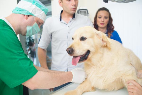 Myasthenia Gravis hos hunder symptomer diagnose og behandling