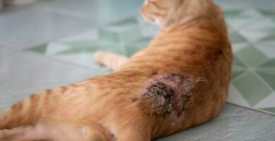 Myiasis hos katter Behandling og hjemmemedisiner