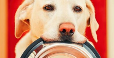 Myk diett for hunder med diare
