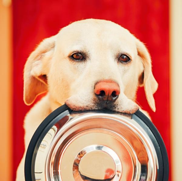 Myk diett for hunder med diare