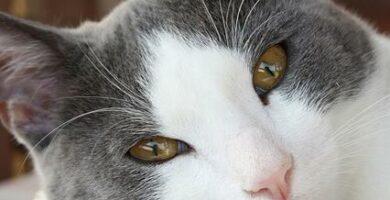 Myk diett for katter med diare