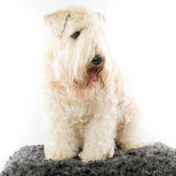 Mykt belagt wheaten irsk terrier