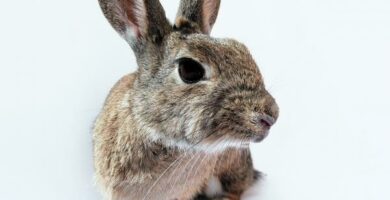 Myxomatose hos kaniner symptomer og forebygging