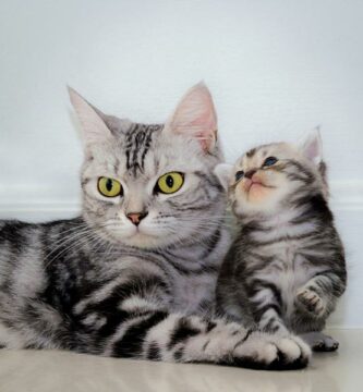 Nar kan kattunger skilles fra moren