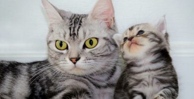 Nar kan kattunger skilles fra moren