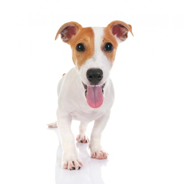 Navn pa Jack Russell terrier hunder