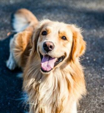 Navn pa golden retriever hunder