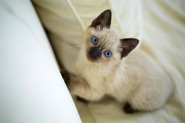 Navn pa hann og hunn Siamese katter