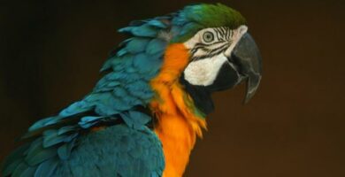 Navn pa papegoyer Original og vakker
