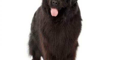 Newfoundland hunden