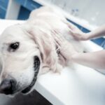 Nyresvikt hos hunder symptomer og behandling