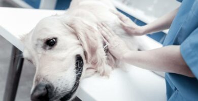 Nyresvikt hos hunder symptomer og behandling