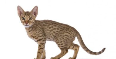 Ocicat eller ocelot katt