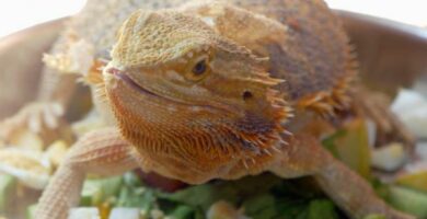 Omsorg for den skjeggete dragen eller Pogona vitticeps