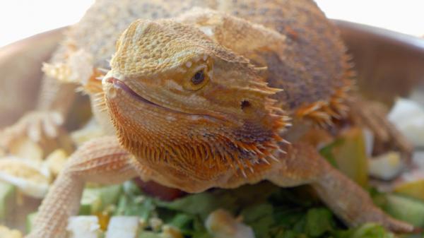 Omsorg for den skjeggete dragen eller Pogona vitticeps