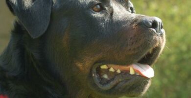 Omsorg for en Rottweiler hund