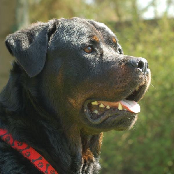 Omsorg for en Rottweiler hund