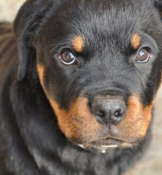 Omsorg for en Rottweiler valp