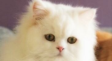 Omsorg for persisk katt
