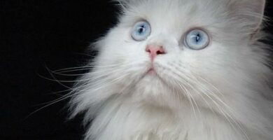 Omsorg for persisk katthar