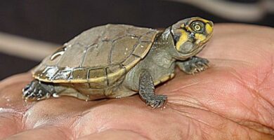Omsorg for vannskildpadder