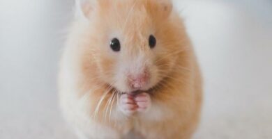 Omsorg og foring av hamster