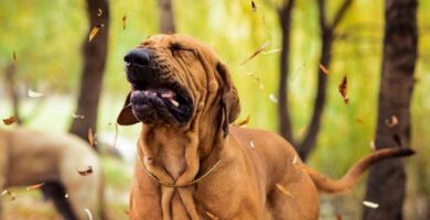 Omvendt nysing hos hunder arsaker behandling og omsorg